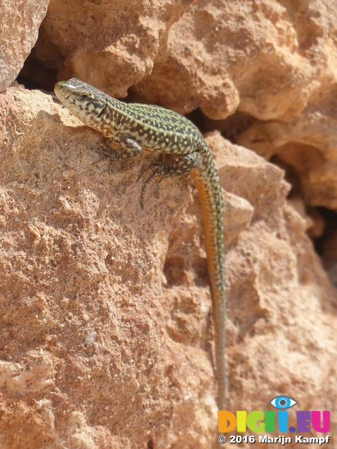 FZ028336 Lizard on rocks